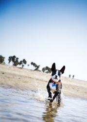 ninja at the beach