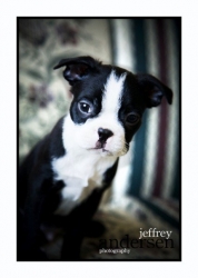 ninja the boston terrier