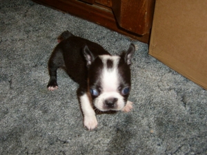 oreo the boston terrier