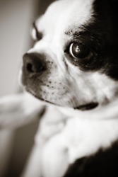 petey the boston terrier