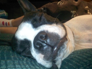 piglet the boston terrier