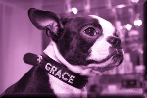 queen grace the boston terrier