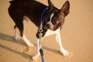 raul the boston terrier