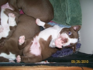 red boston terrier puppies