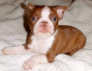 red boston terrier puppy