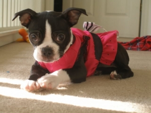 ruby the boston terrier in her dress