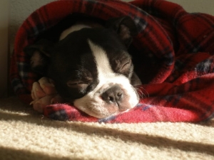 ruby the boston terrier sleeping