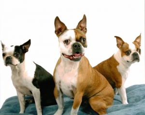 three boston terriers