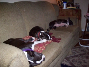 three bostons sleeping on the couch