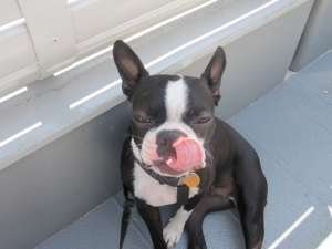 turbo the boston terrier