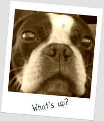 whats up Boston terrier