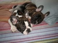 French Bull Dogs