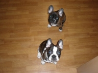 French Bull Dogs