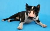 Boston Terrier