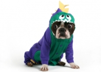 Boston Terrier In Dinosaur Costume - TOO CUTE!