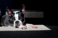 Boston Terrier