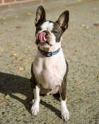 Boston Terrier Licking His Lips