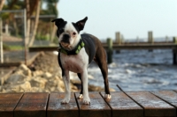 Boston Terrier By The Water