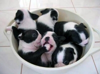 Extremely Cute Boston Terrier Puppies