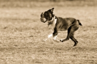 Boston Terrier In Action