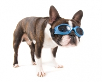 Boston Terrier Wearing Sunglasses