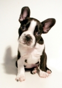 Boston Terrier Puppy