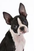 Boston Terrier With Perfect Ears!