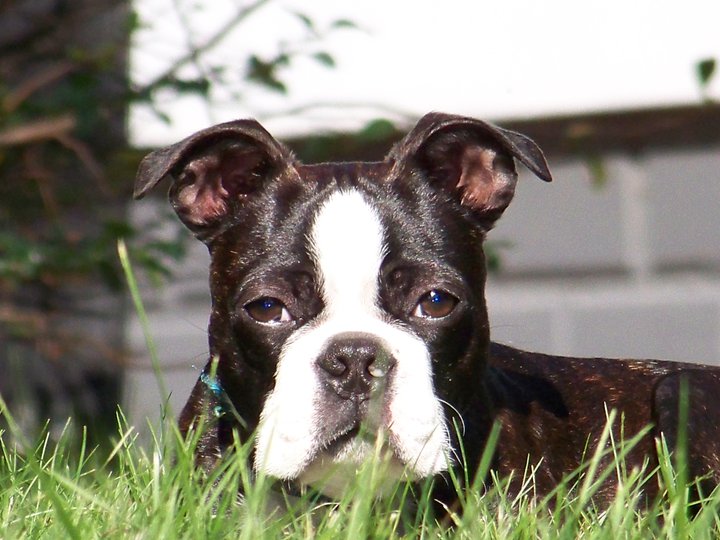 Brindle Headshot