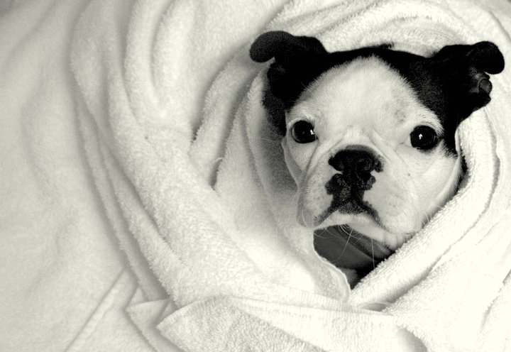 Boston Terrier In Towel