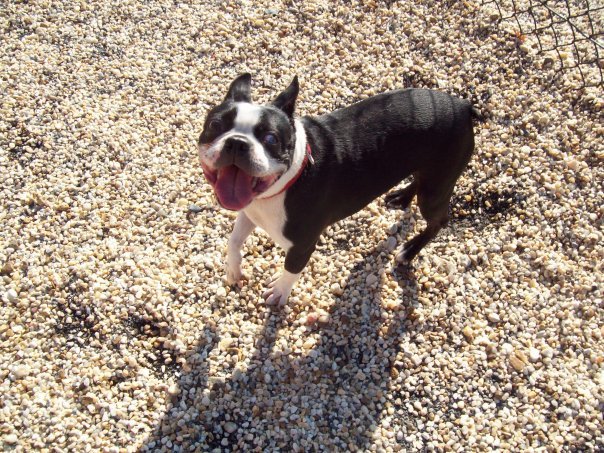 Boston terrier on a rocky beach