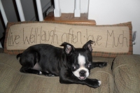 Boston terrier on couch