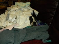 Boston terrier hiding in the laundry