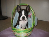 Boston terrier in Easter basket