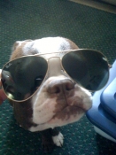 Boston terrier wearing sunglasses