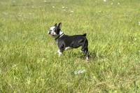 Boston terrier in field