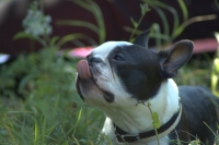 Boston terrier smelling