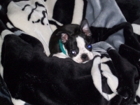 Boston terrier puppy