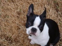 Boston terrier puppy face