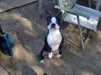 Boston terrier standing