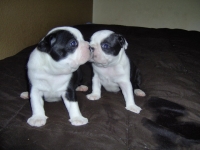 Boston babies kissing!