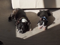 Boston terriers