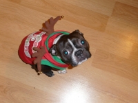 Boston terrier Reindeer