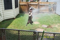 Boston terrier playing in hose