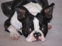 Boston Terrier Laying Down