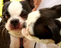 Boston Terrier Kisses