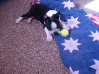 Boston Terrier playing with ball.