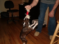 Boston terrier tug of war!