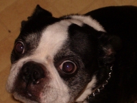 Senior Boston terrier