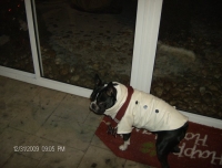 Boston terrier wearing a coat