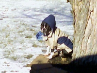Boston terrier in snow